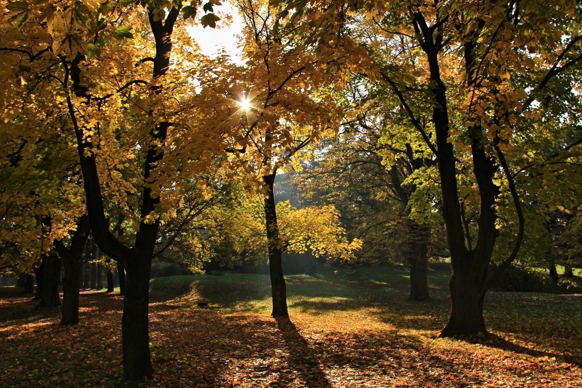  Zámecký park Čechy pod Kosířem 6.